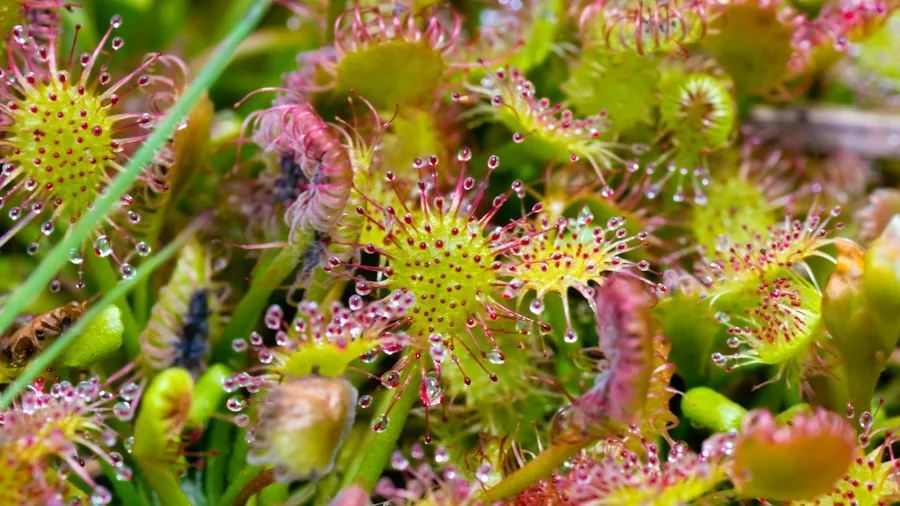 Carnivorous plant sticky leaves close up