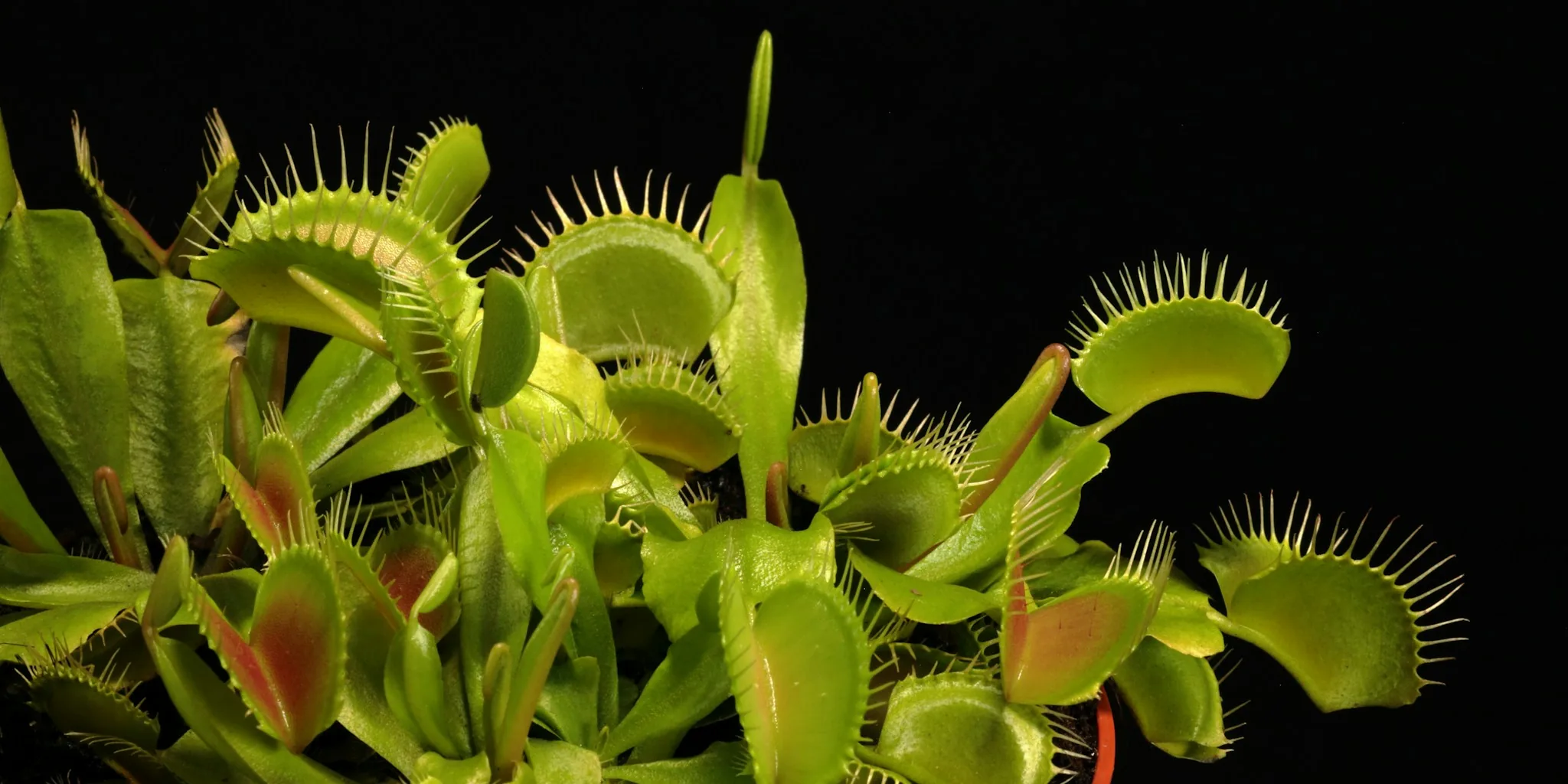 Your Birth Month Carnivorous Plant Guide
