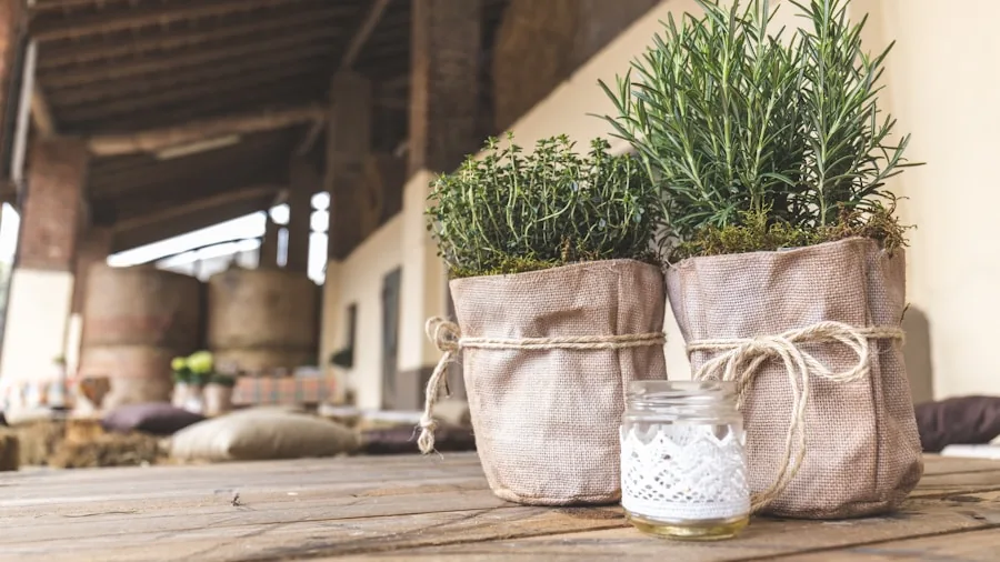 Rosemary Is The Garden Plant Designers Are Choosing Right Now What You Need to Know 3 cascading rosemary planter container