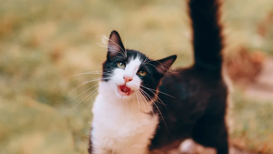 Cat Loaf Position: What Buyers Should Know About This Common Behavior 3 cat breathing heavily stressed
