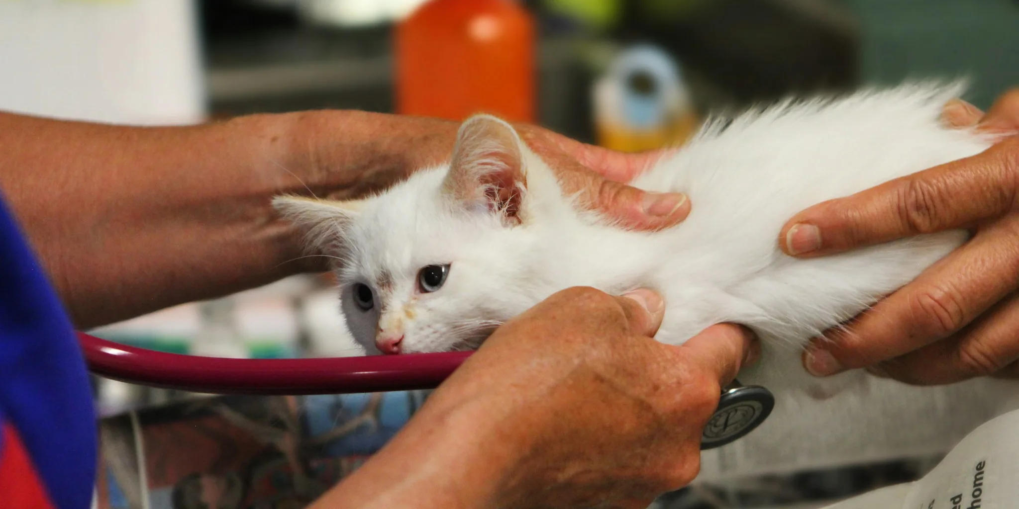 EU Passes Historic Cat Welfare Law