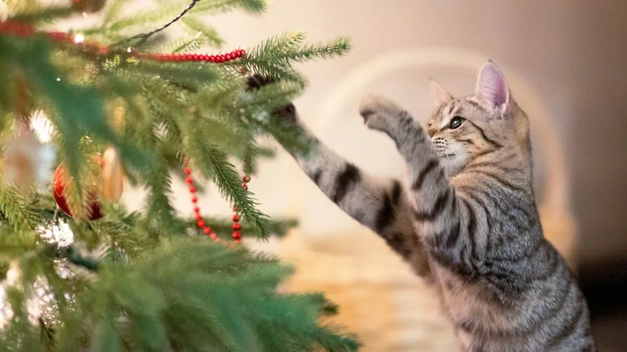 Cat Photo Contest Winners Show Why Felines Love High Perches 2 cat climbing cat tree indoor