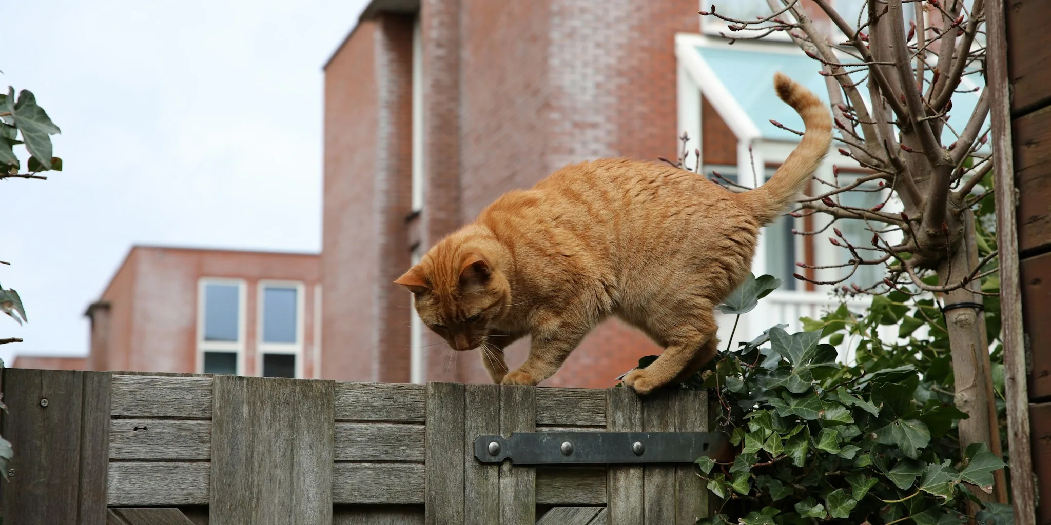 Photo Contest Winners Show What Cat Owners Prioritize
