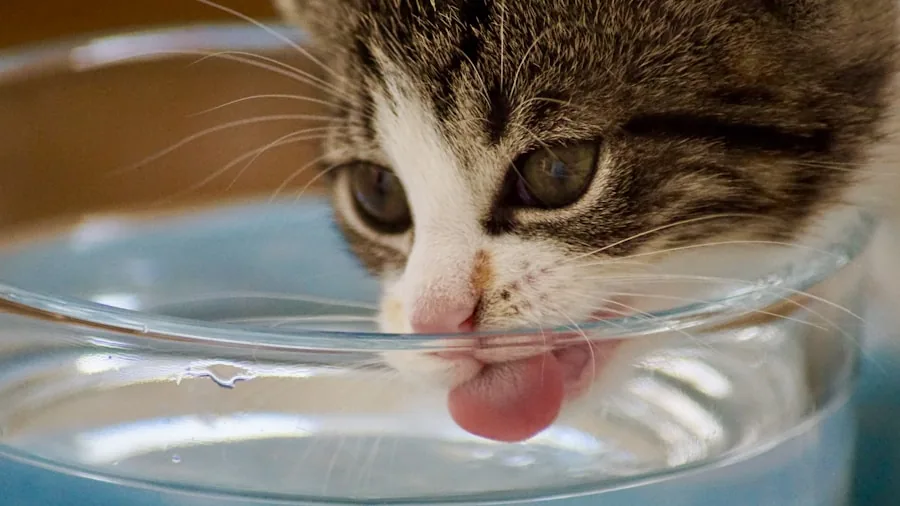 Cat drinking fresh water from a home fountain in a cozy living room setting