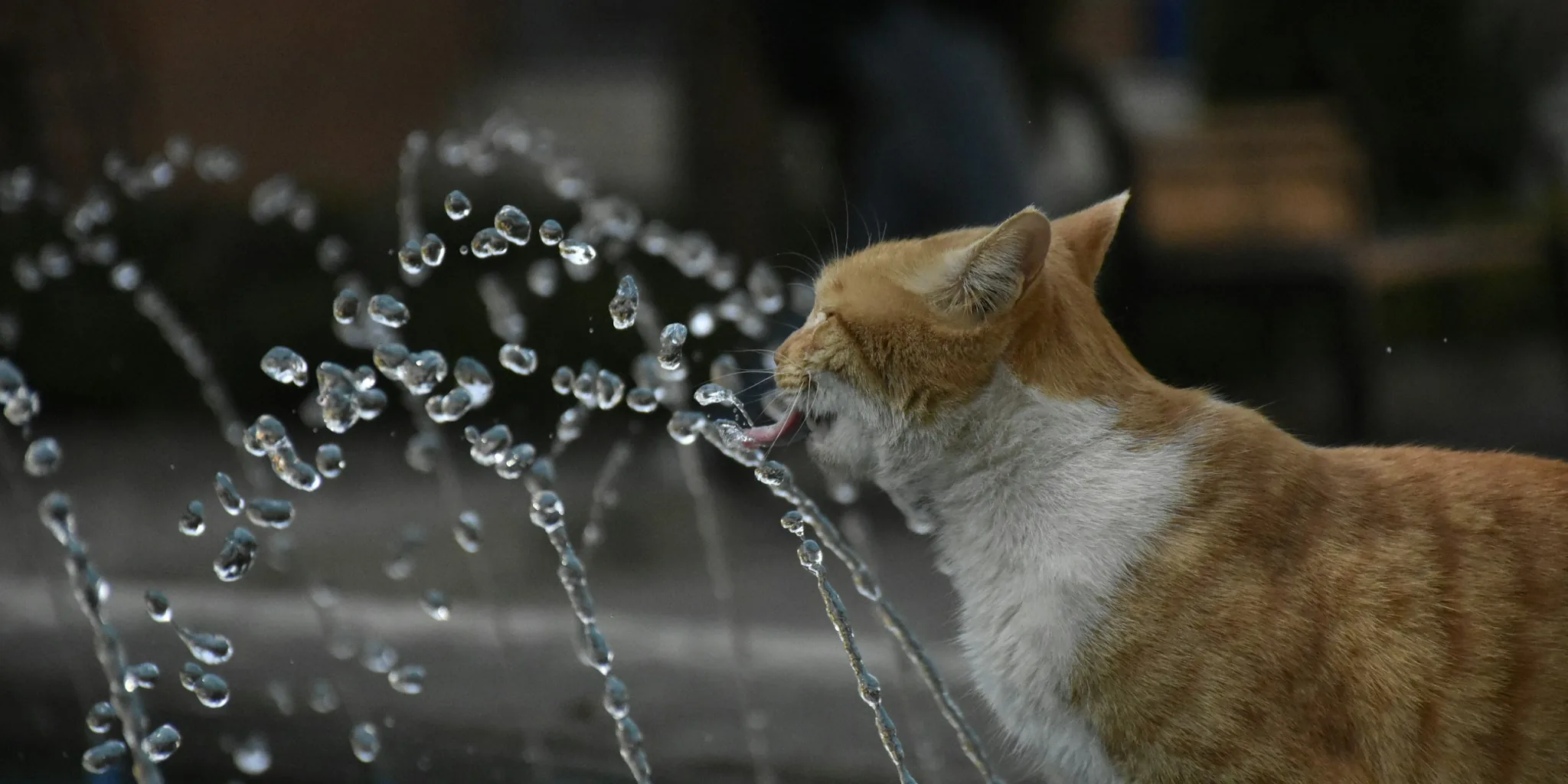 Cat drinking from flowing water fountain in home