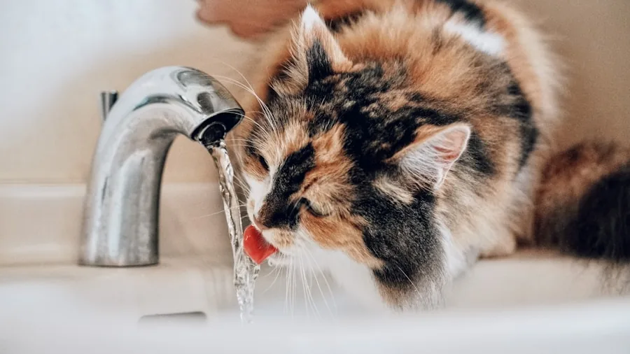 Cat drinking from water fountain in home setting