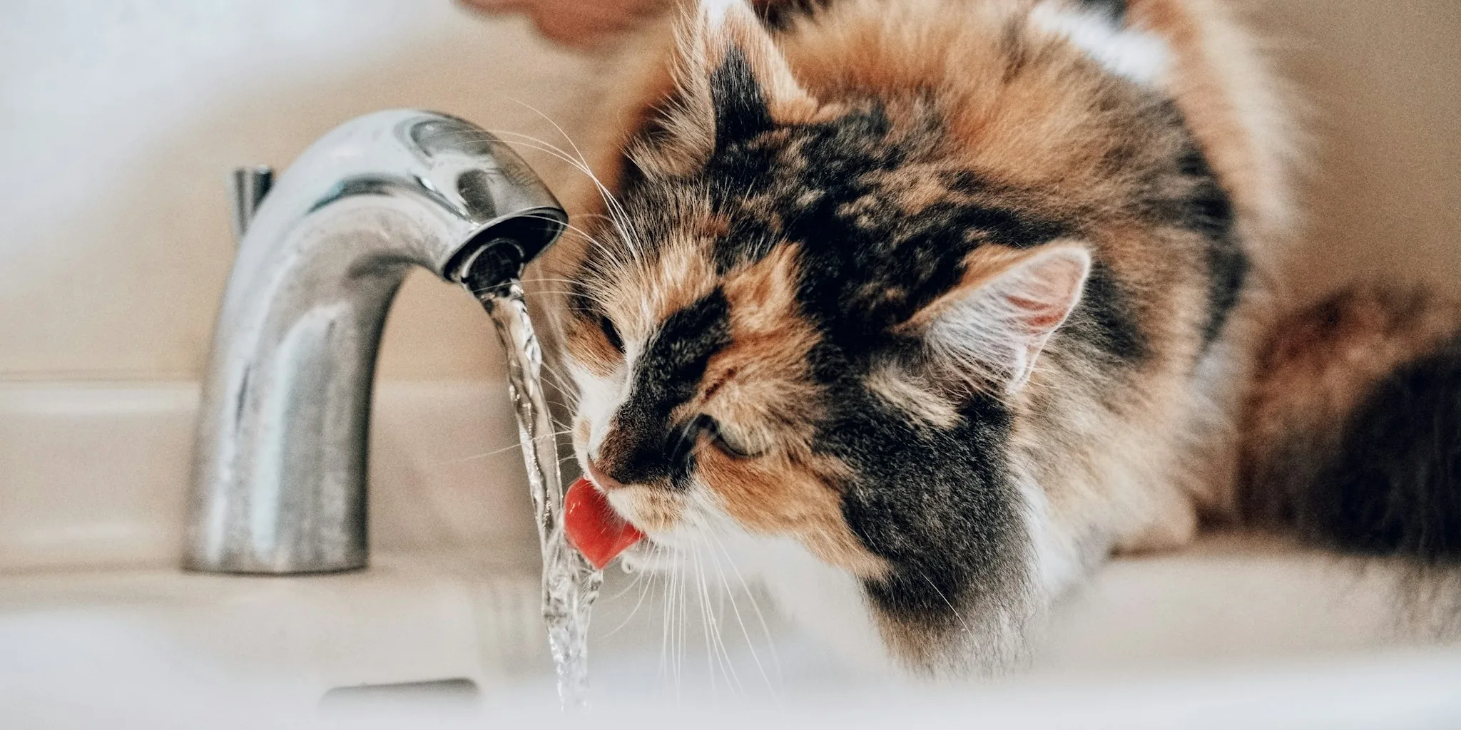 Why Your Cat Throws up Water After Drinking