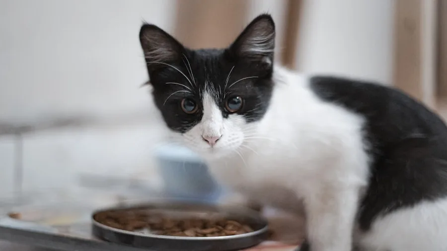 Cat Health Warning Signs Most Owners Miss: What Buyers Should Know 2 cat eating food bowl