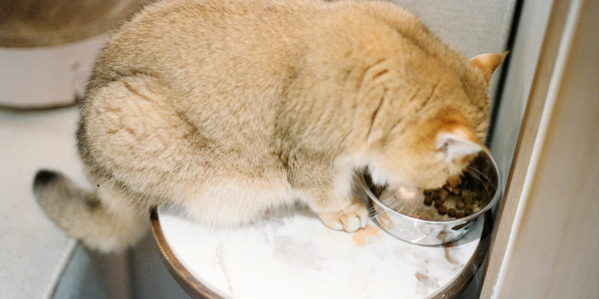 Why Your Cat Leaves Food Behind