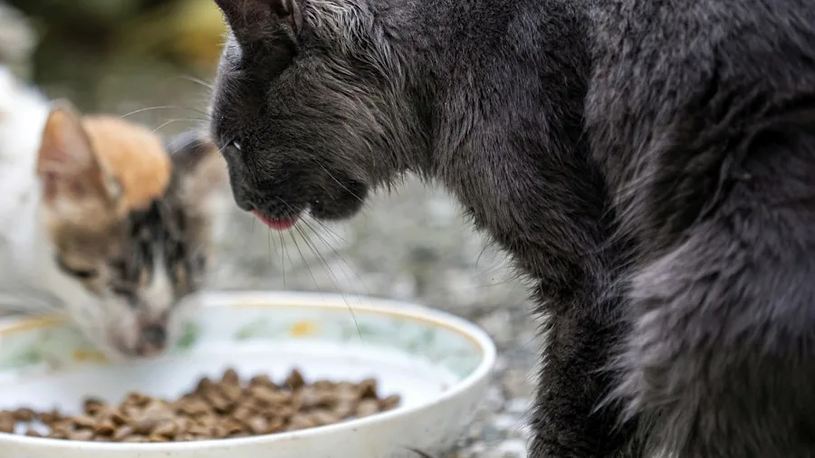 cat eating from food bowl