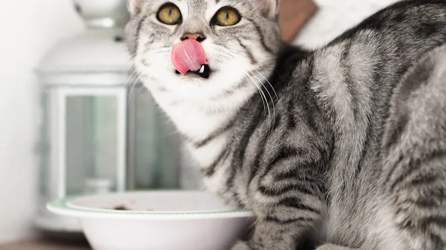 Cat eating nutritious food from bowl, focusing on healthy feline diet choices