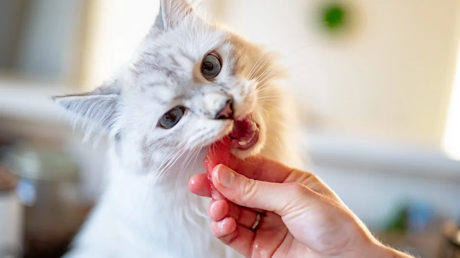 Cat Pspsps Sound: Why Your Feline Responds and What Shoppers Should Know 3 cat eating treat from hand