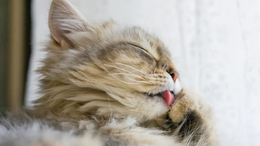 Cat Vomiting After Drinking Water: What Pet Owners Should Know 2 cat grooming fur shedding