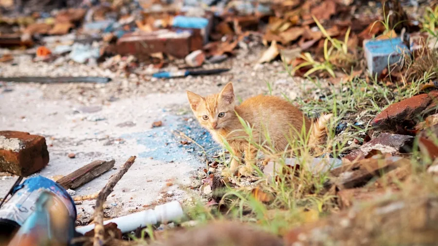 Pet Disaster Relief: What Pet Owners Should Know After Venezuela's Emergency Response 2 cat hiding in debris