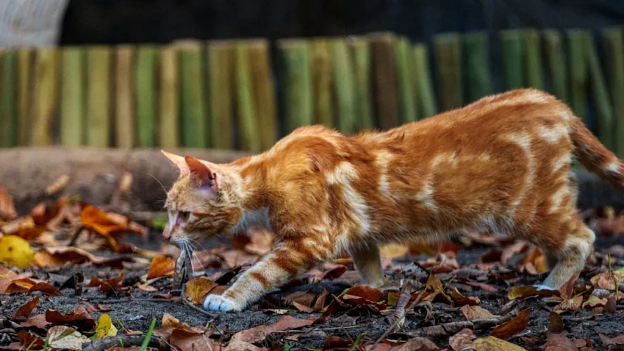 Cat Pspsps Sound: Why Your Feline Responds and What Shoppers Should Know 2 cat hunting mouse outdoors