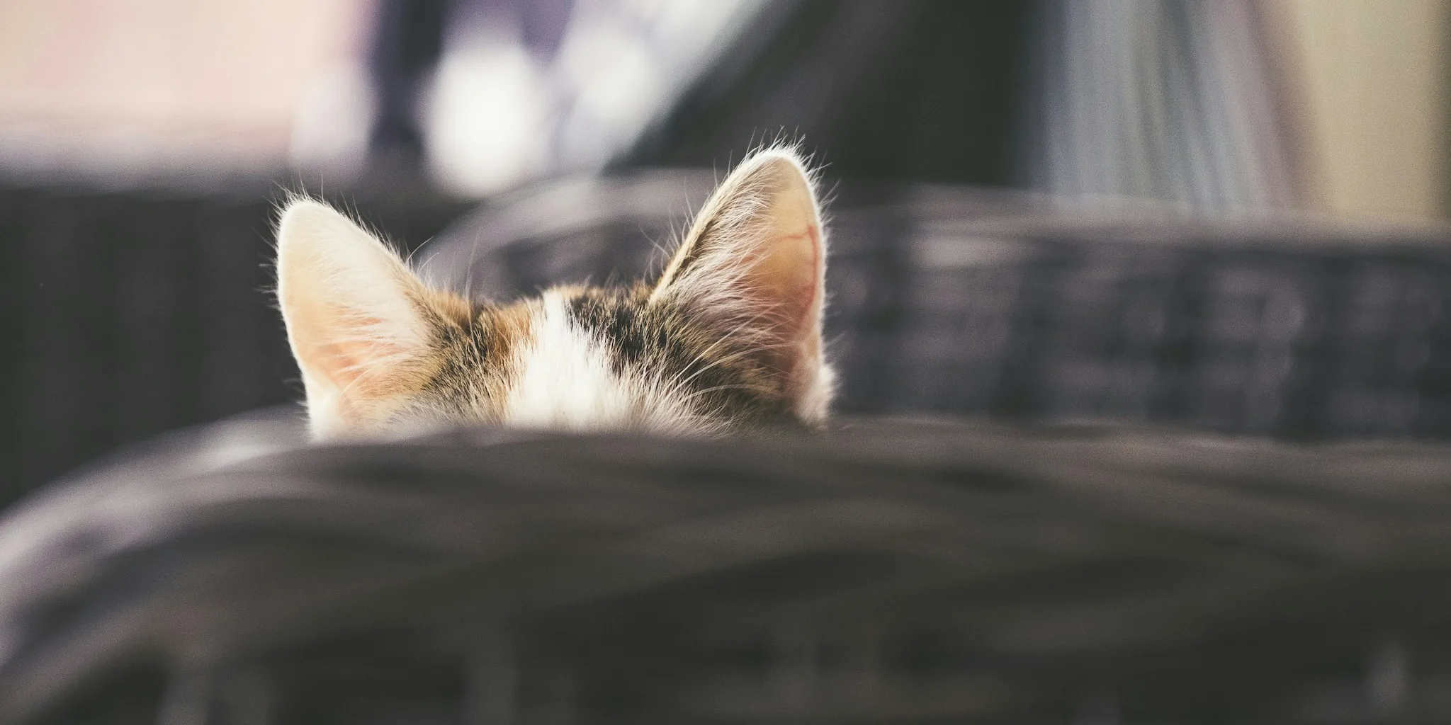 Cat Pspsps Sound: Why Your Feline Responds and What Shoppers Should Know