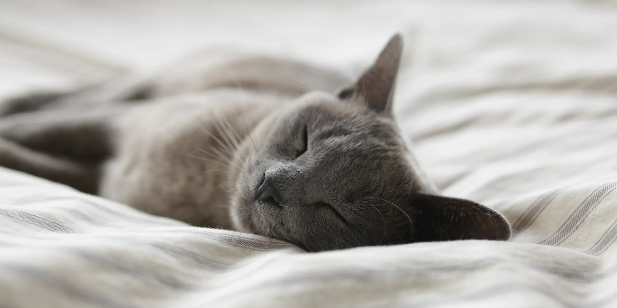 Cat Loaf Position: What It Means for Owners