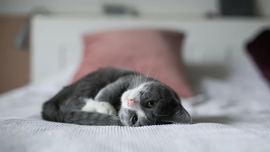 Catster Weekly Photo Contest Crowns Laziest Cat Winners: What You Should Know 3 cat lounging furniture bedroom
