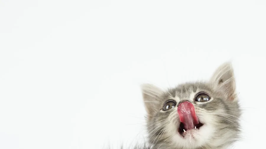 Cat Purrs Are Unique to Each Cat: What New Research Means for Pet Owners 2 cat meowing on white background