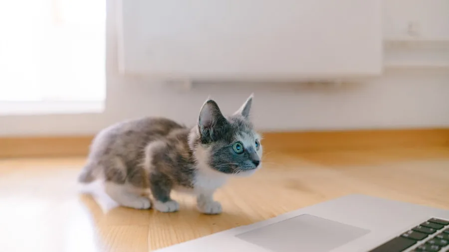 cat on desk laptop