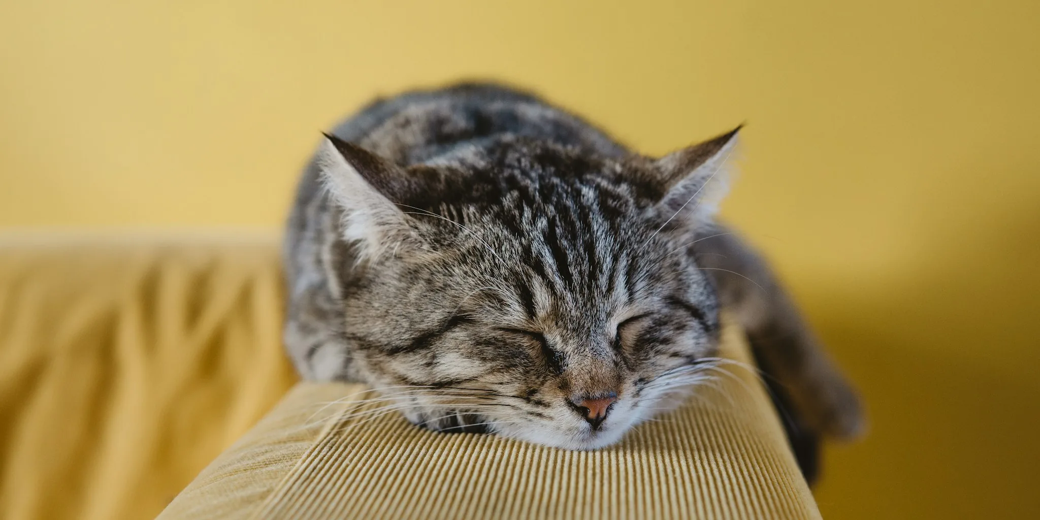Why Cats Love Climbing High Spaces