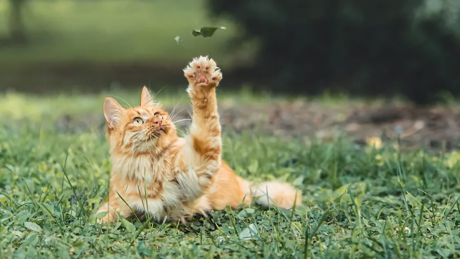 New Cat Quality of Life Assessment Tool: What Pet Owners Should Know 2 cat playing jumping enrichment