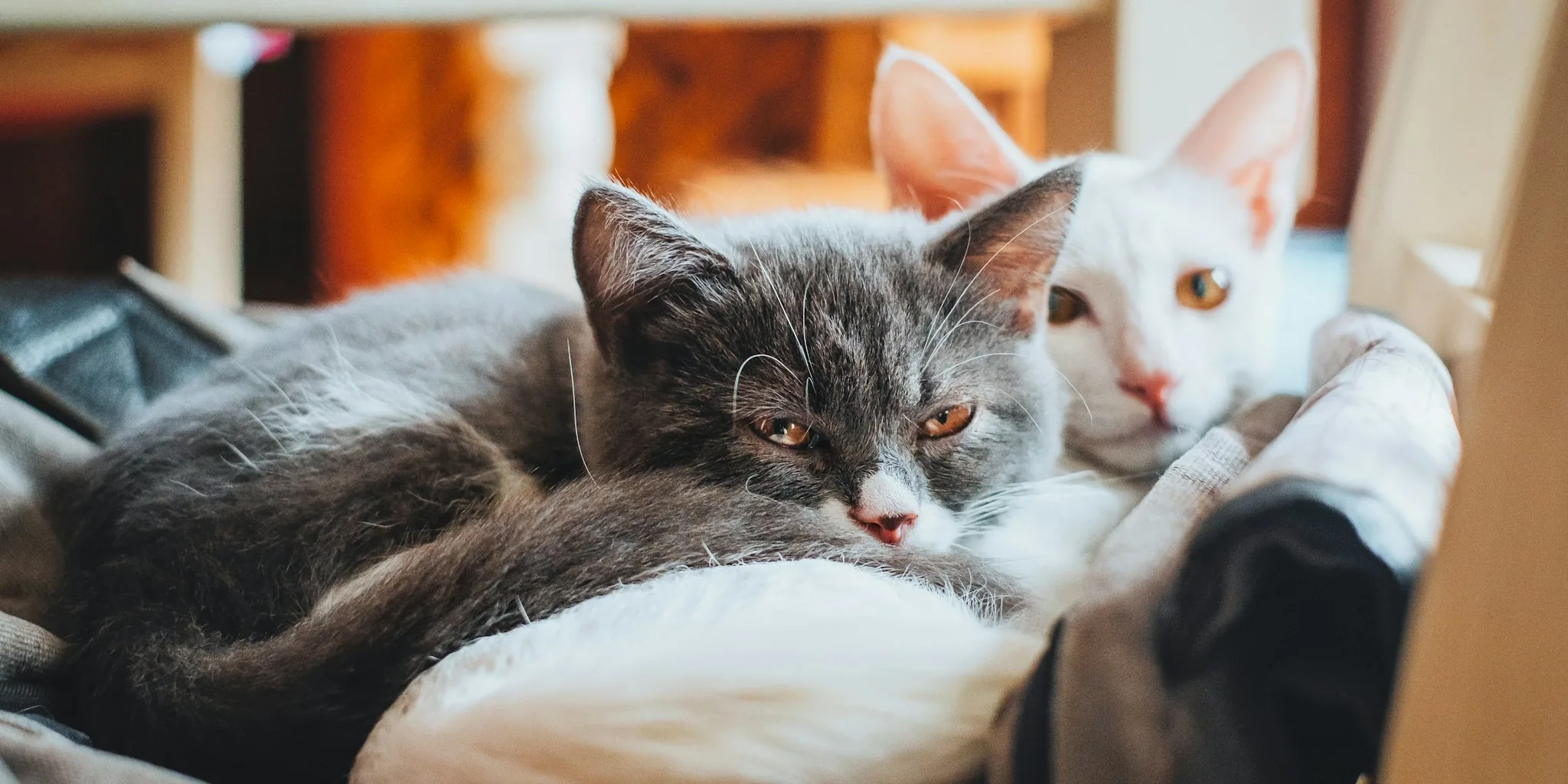 Is Your Cat Lonely? 7 Signs to Watch For