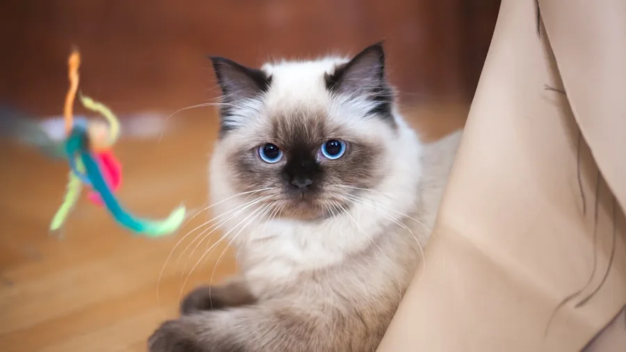 Research Shows Moving Cats Indoors Is Easier Than Expected: What Shoppers Need to Know 2 cat playing with toy indoors