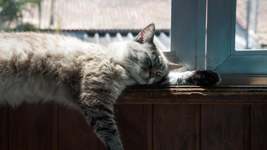 cat purring relaxed pet
