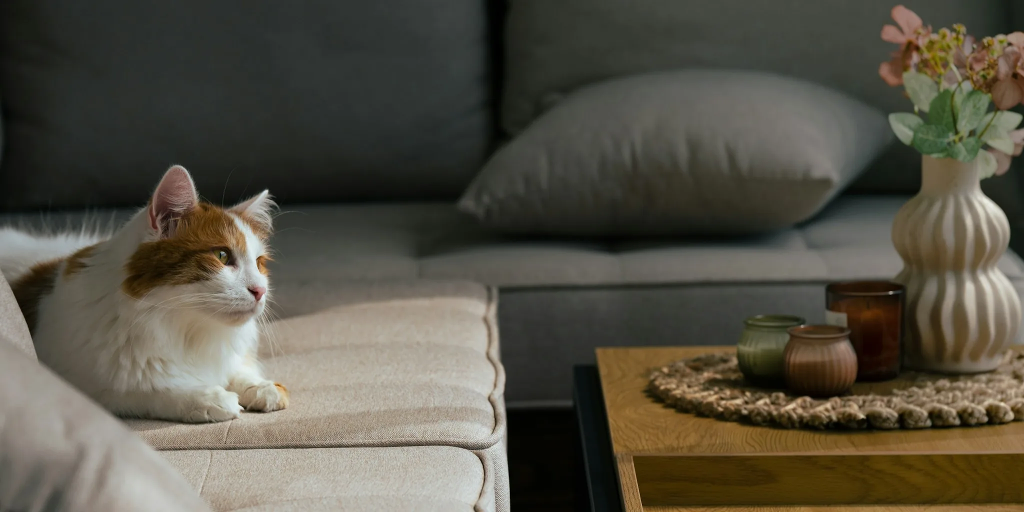 New Cat Quality Assessment Tool: What You Need to Know