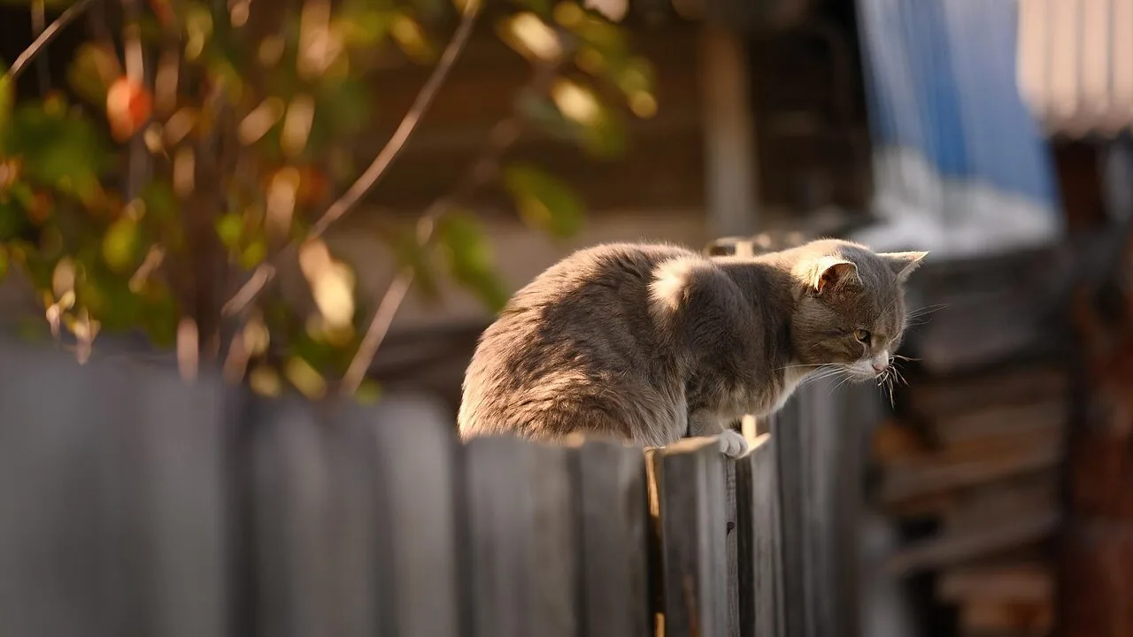 Why Cats Love High Places and What You Should Know