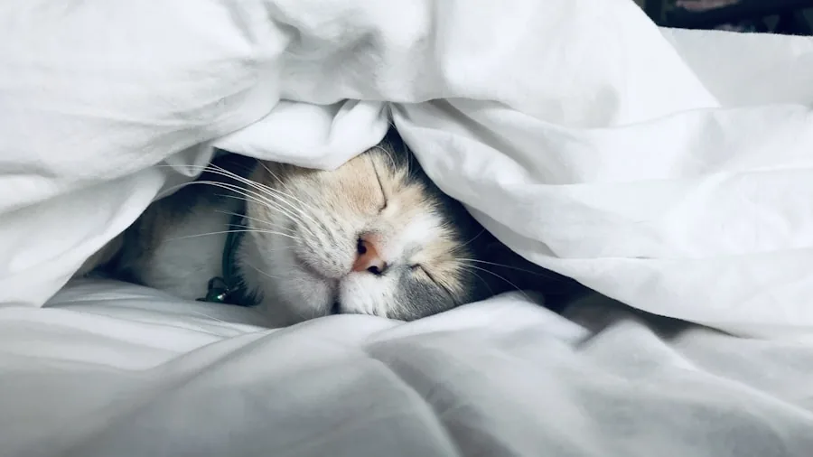 Cat resting peacefully in a comfortable bed, demonstrating natural sleeping behavior and design comfort