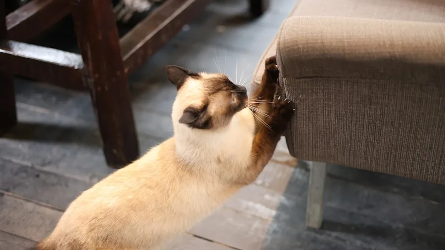 Cat scratching and climbing on fabric furniture in a home living room setting