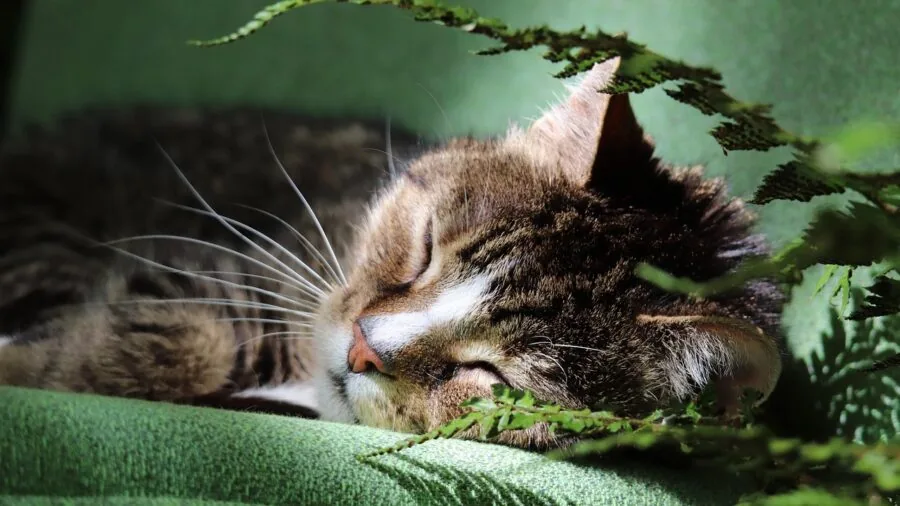 Why Your Cat Climbs to High Places: What Pet Owners Should Know 3 cat sleeping on refrigerator top