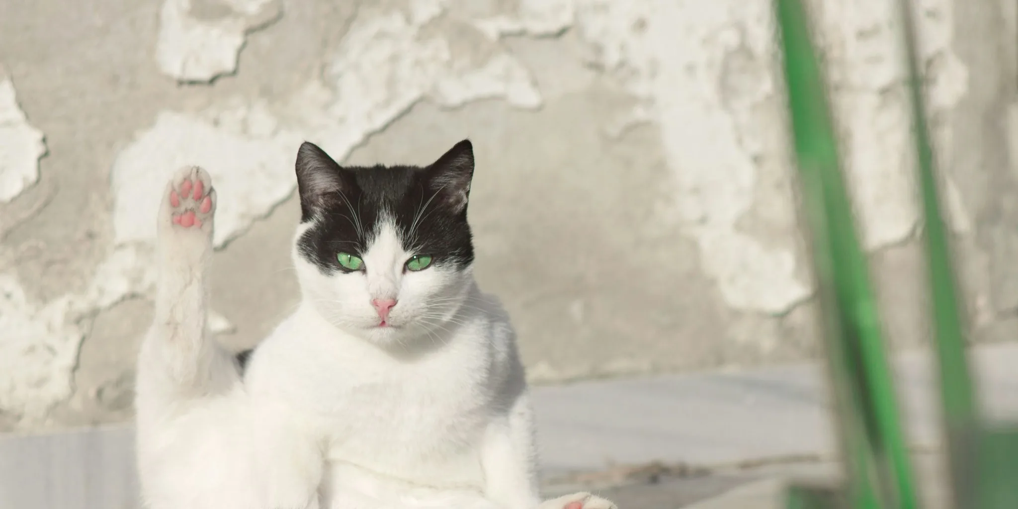 Cat Photo Contest Winners Revealed: Next Theme Unveiled