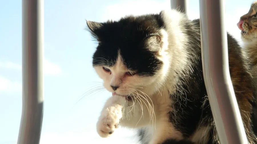 Why Your Cat Climbs to High Places: What Pet Owners Should Know 2 cat tree elevated perches