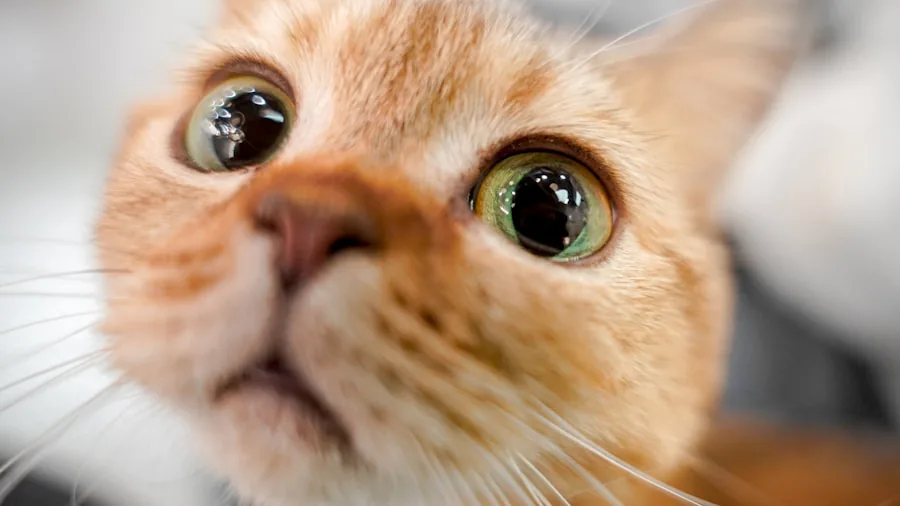 Cat Nose Science: Why Your Cat Leaves Food Behind and What Shoppers Should Know 2 cat with alert expression nose