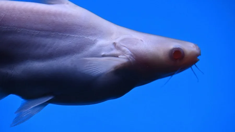 catfish close up detail