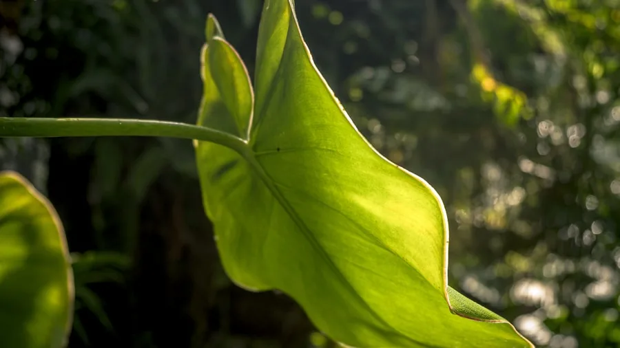chartreuse hosta lush foliage