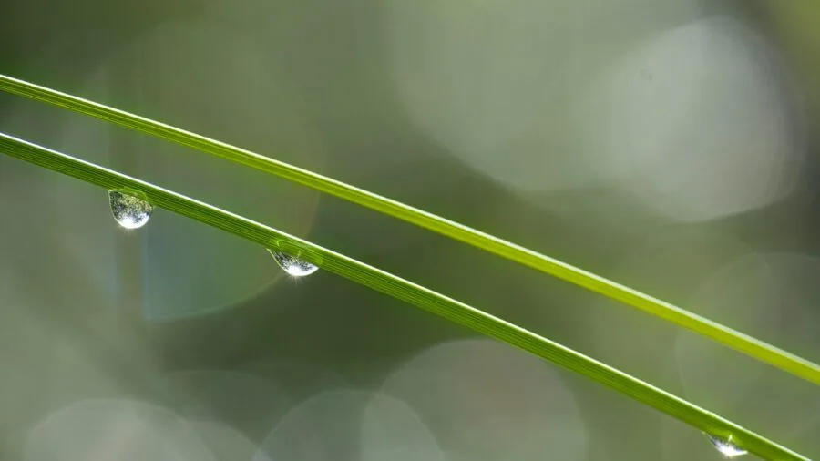checking grass blade height close up