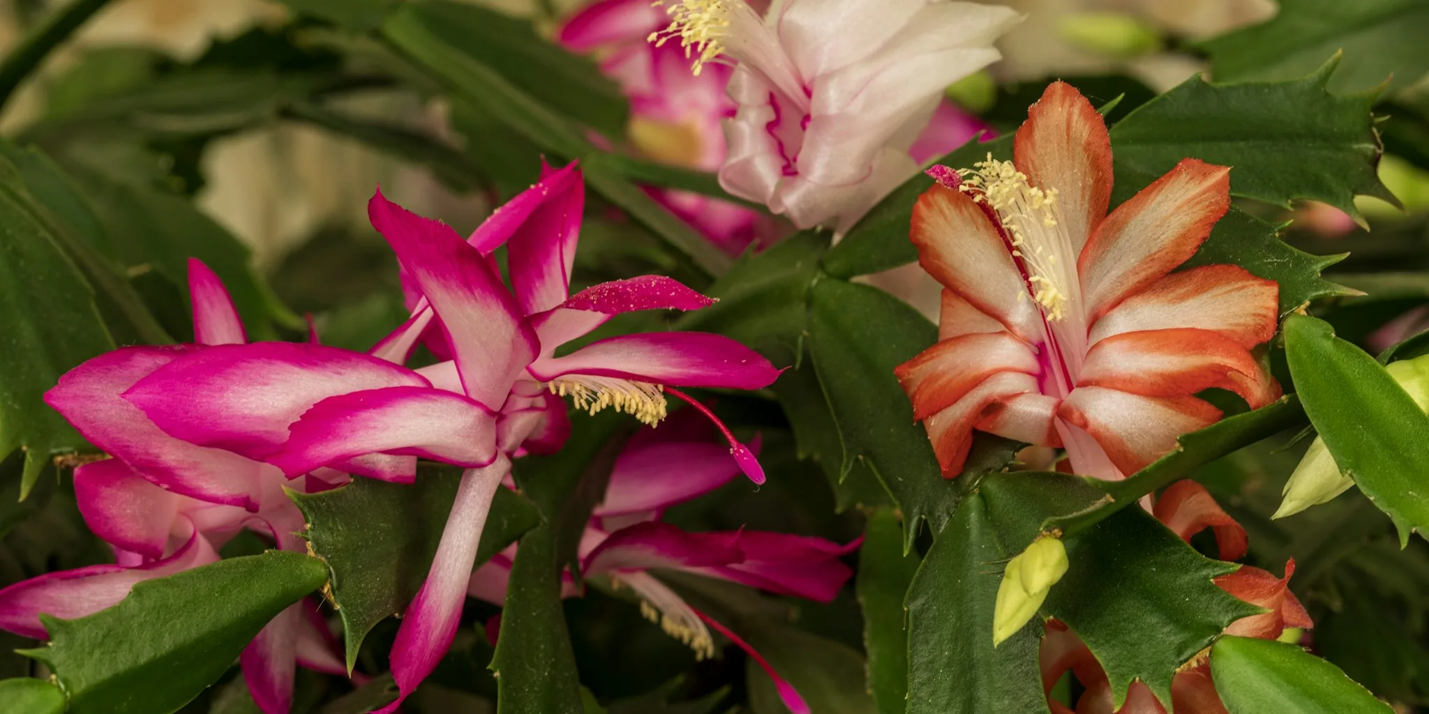 Christmas Cactus Blooming Guide: Force Your Plant to Flower on Schedule for the Holidays