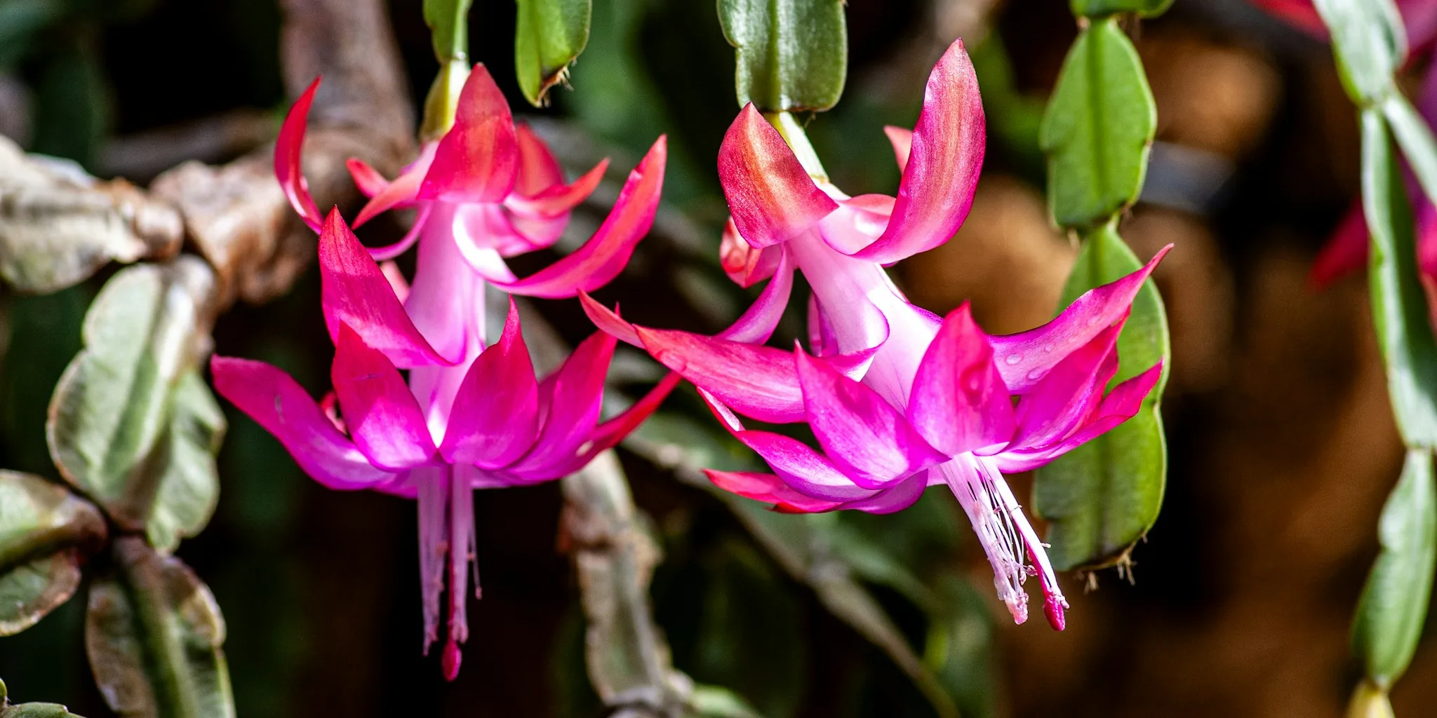 October Plant Care Steps to Get Your Christmas Cactus Blooming for the Holidays