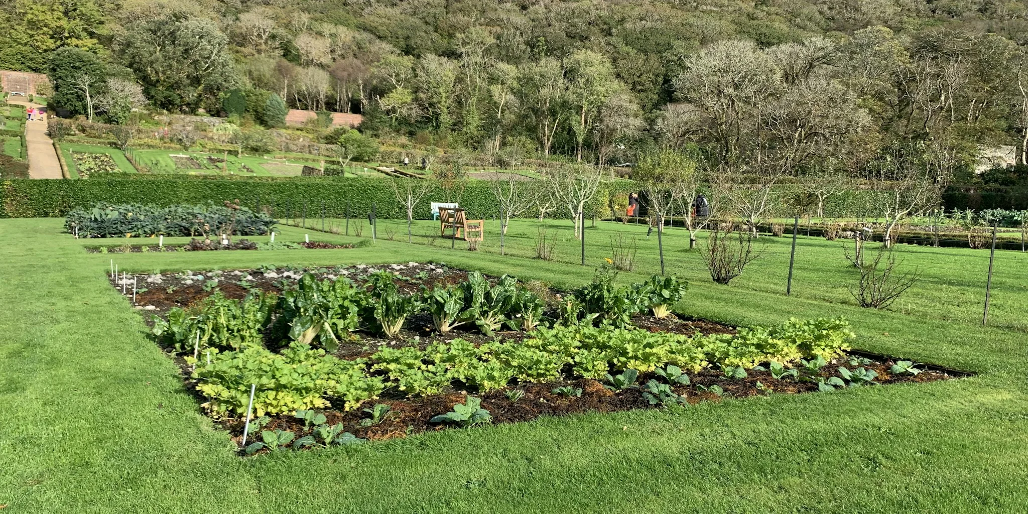 Citrus Slug Control: Attract Birds and Battle Garden Pests