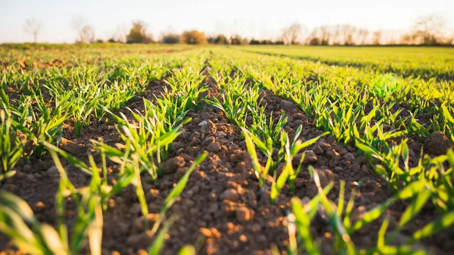Coffee Industry Leaders Release New Resilience Framework: What Shoppers Need to Know 2 climate change agricultural adaptation