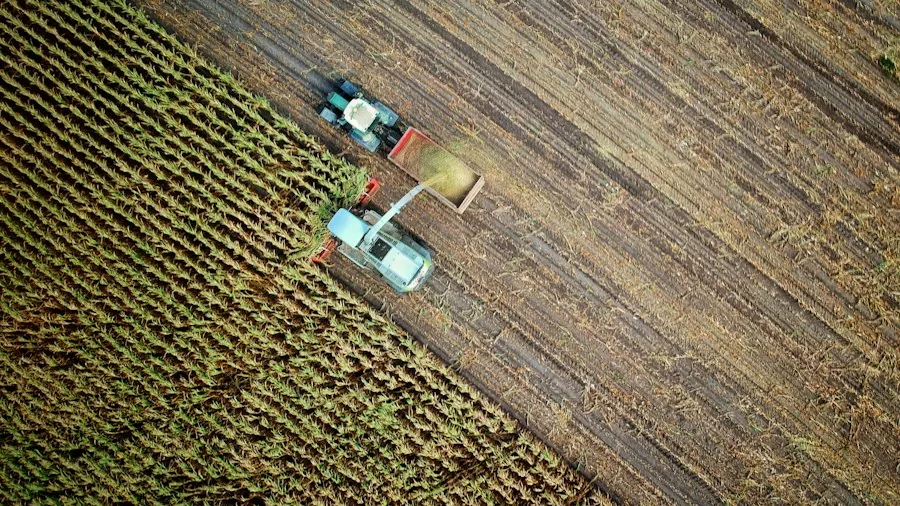 New Coffee Variety Study Shows Which Beans Deliver Better Yields and Disease Resistance 2 climate farming conditions