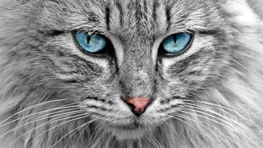 Close-up of a cat eating food from a bowl, showing the cat's focused expression during mealtime