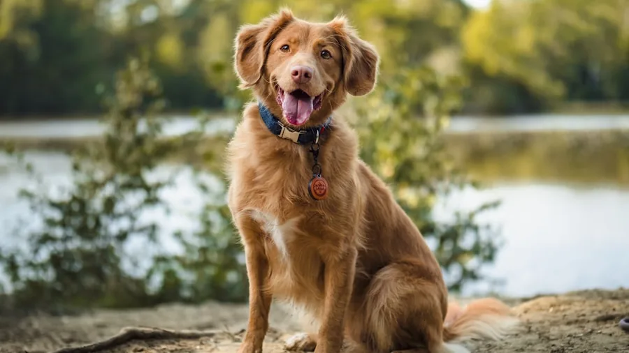 Close-up of a dog wearing a comfortable collar during outdoor activity