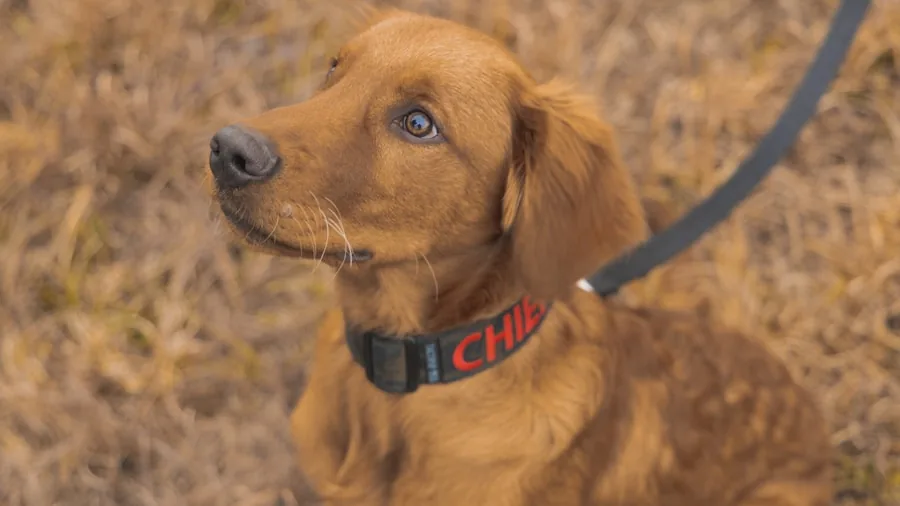 Close-up of a dog's neck showing an embroidered collar with identification details during outdoor activity