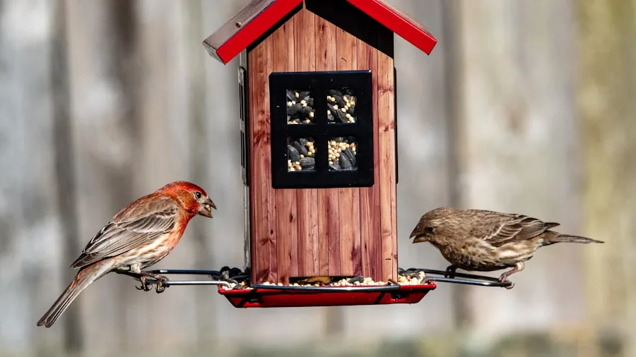 The %product_count% Best Bird Feeders 2 Close-up of a metal bird feeder mounted on a wooden pole in a natural backyard garden setting