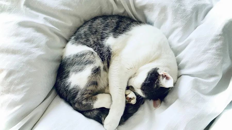 Close-up of a tabby cat relaxing on plush, soft bedding material in natural light